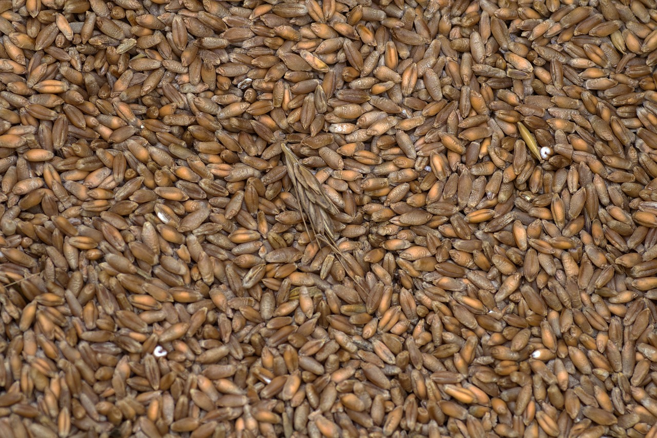 Can You Grind Wheat In A Coffee Grinder