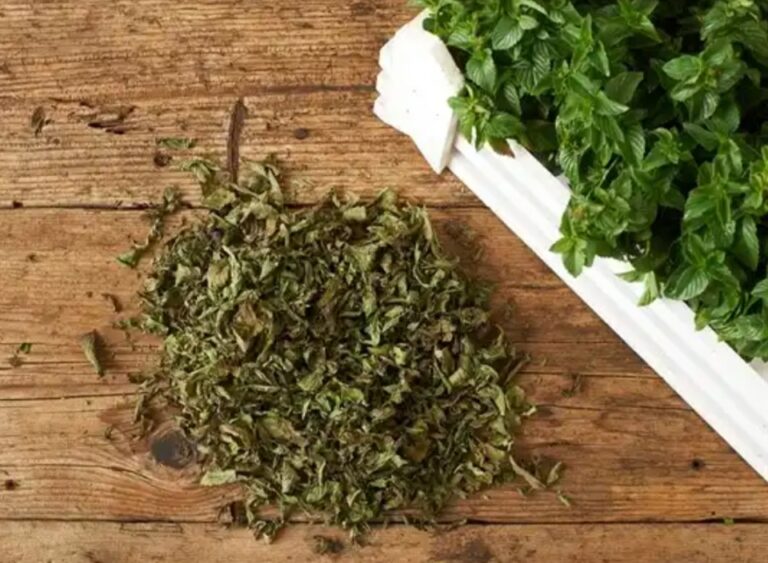 Can You Grind Herbs In A Food Processor? Grind IT