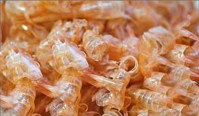 Can You Grind Shrimp Shells